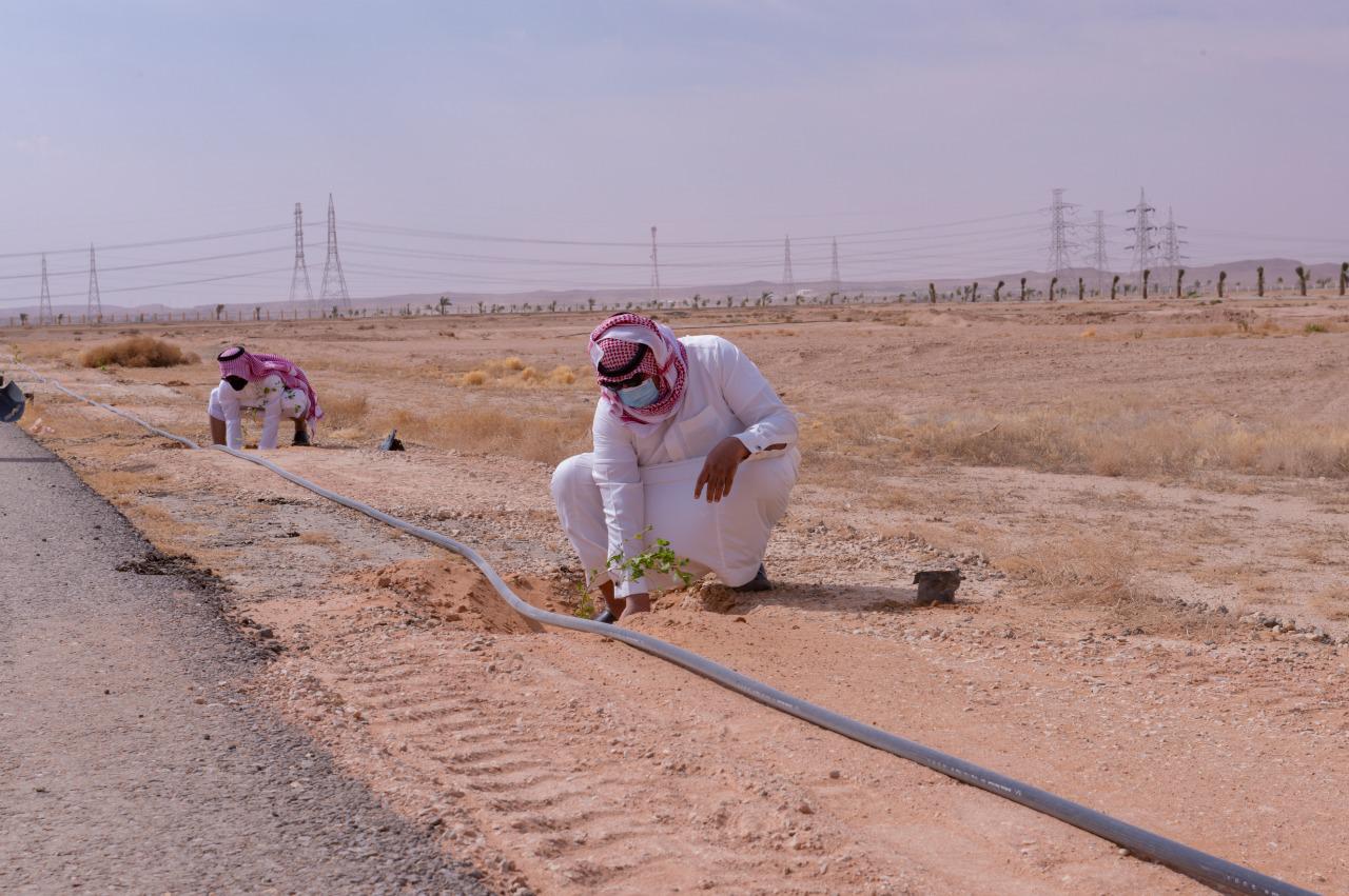 منسوبو ومنسوبات العمادة يشاركون بمبادرة تشجير المدينة الجامعية