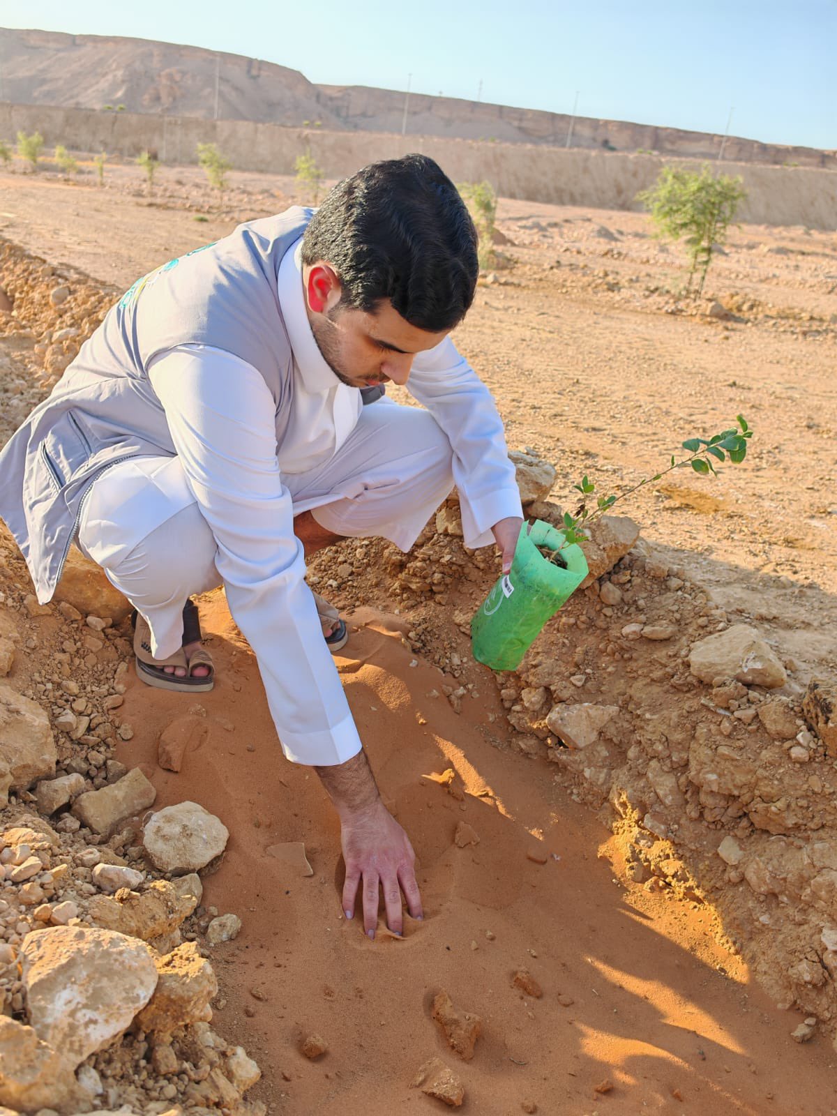 تشجير بالغاط