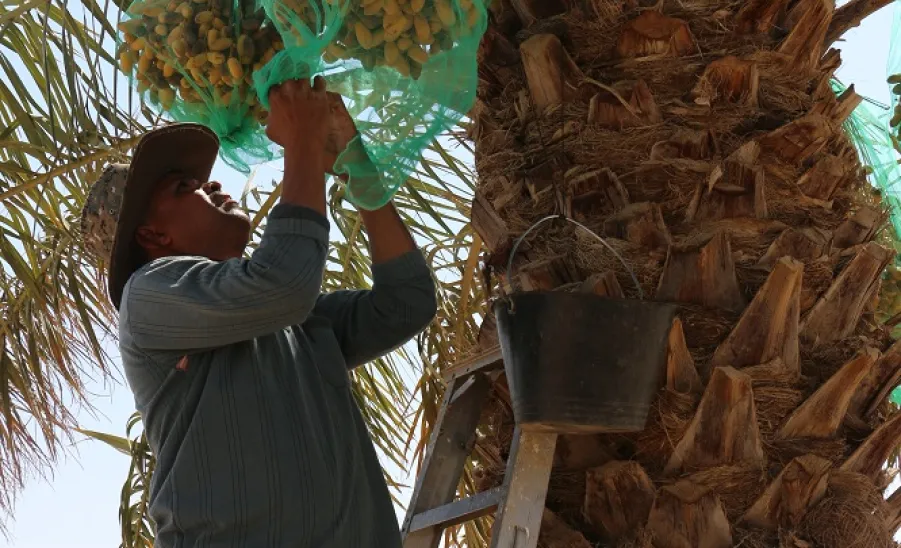  the General Administration of Projects, Operations and Maintenance harvested this year's dates - صورة