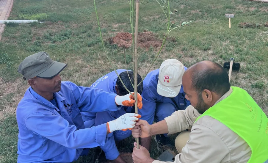 Afforestation at the university housing  - 7