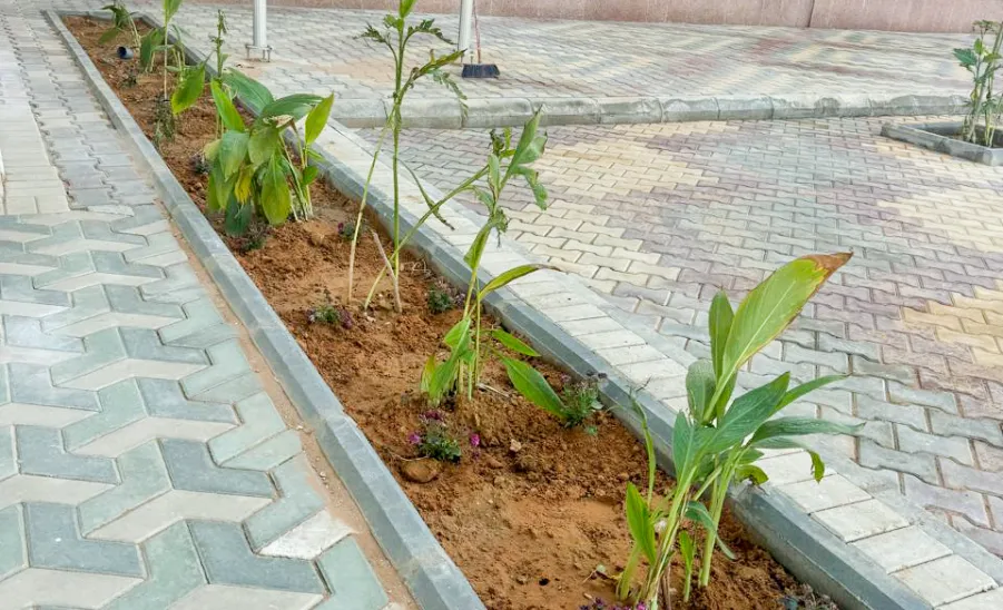 المشروعات و التشغيل و الصيانة تُجمل مدخل وفناء كلية التمريض - صورة