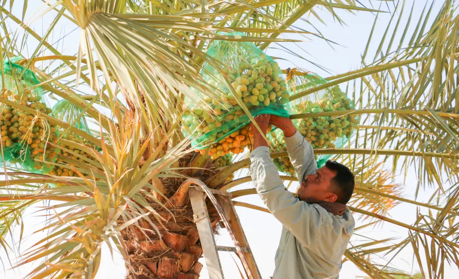 This year's dates harvested by the General Administration of Projects  - صورة
