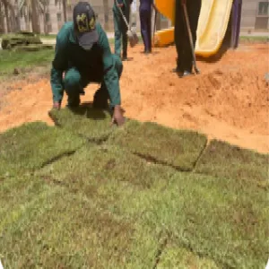 Improvement of green areas at faculty members' housing