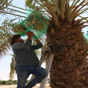 الإدارة العامة للمشروعات والتشغيل والصيانة تجني ثمار التمور لهذا العام
